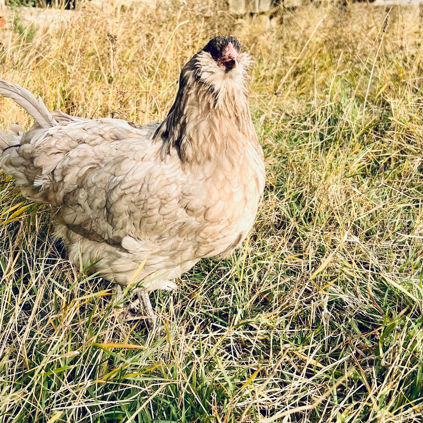 Ameraucana chicks (straightrun)