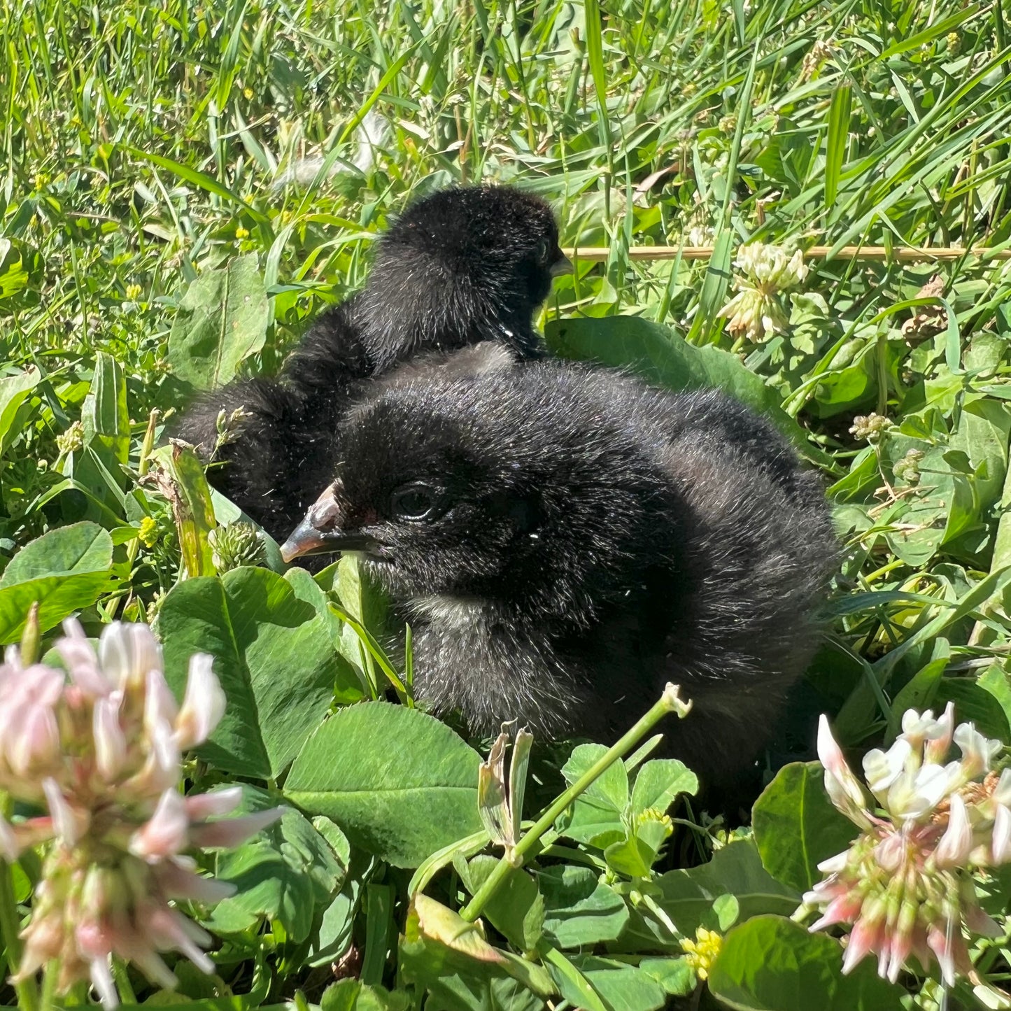 Week 1 - Well started, ready to pick up Chicks