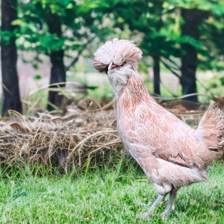 Polish chicks (straightrun)