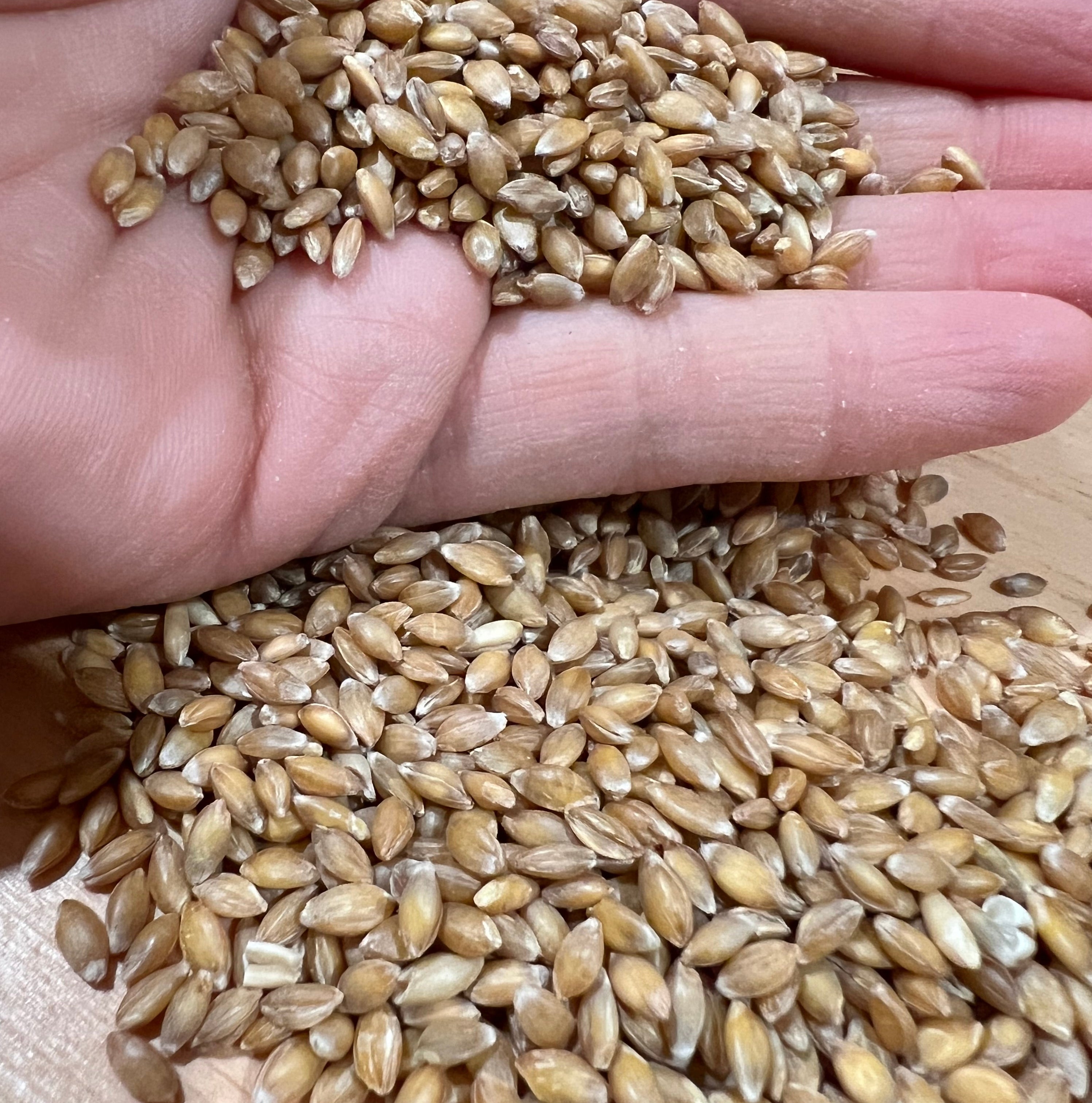 Fresh Milled Hard Red Flour | Tevah Flour Co. – Tevah Acres
