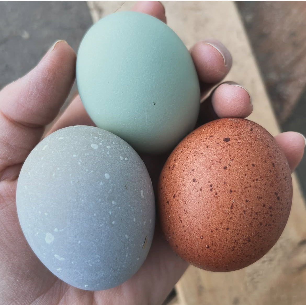 Olive egger chicks (straightrun)