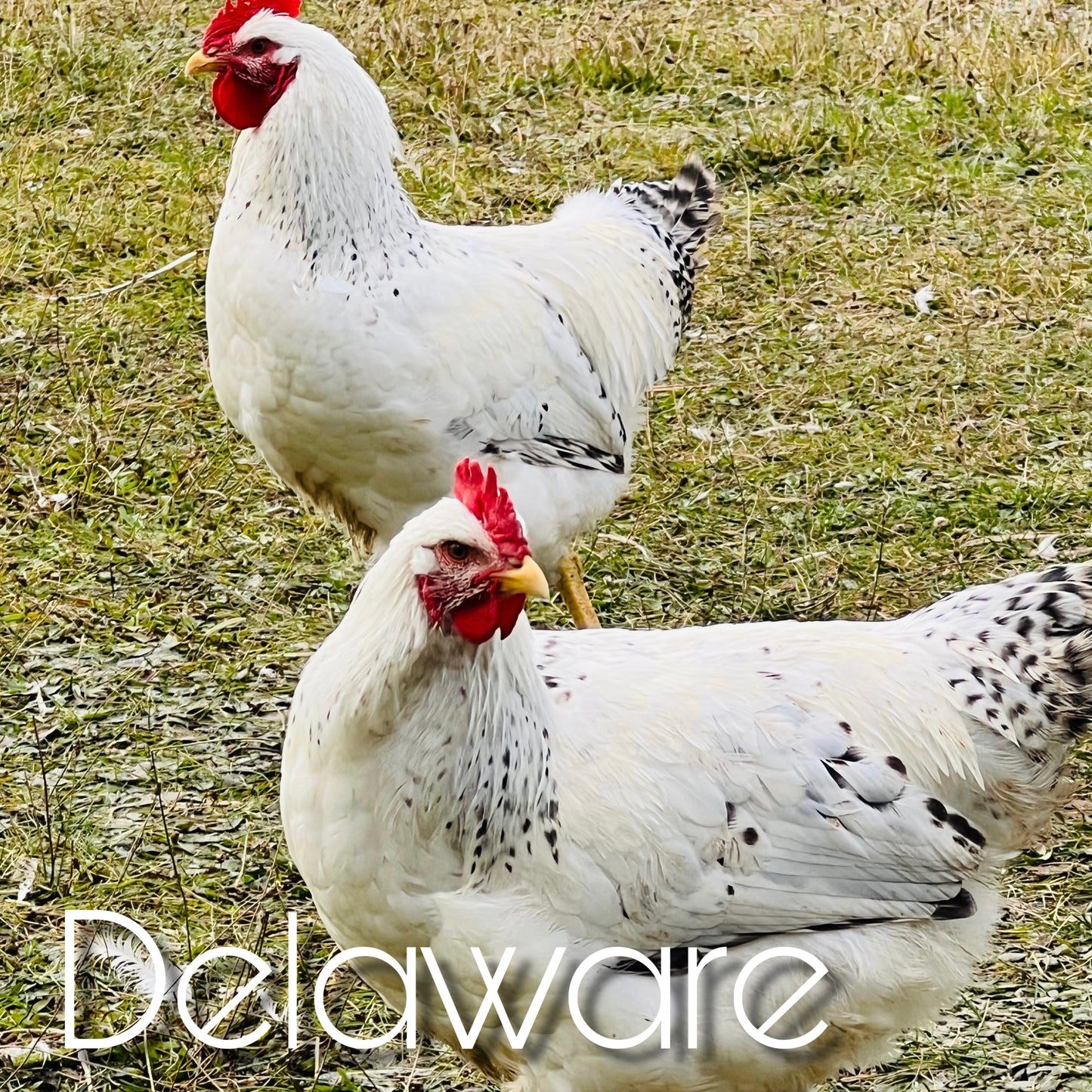 Delaware chicks (straightrun)
