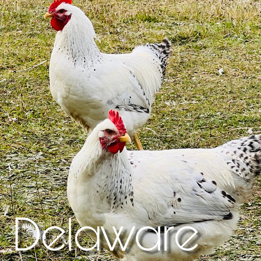 Delaware chicks (straightrun)