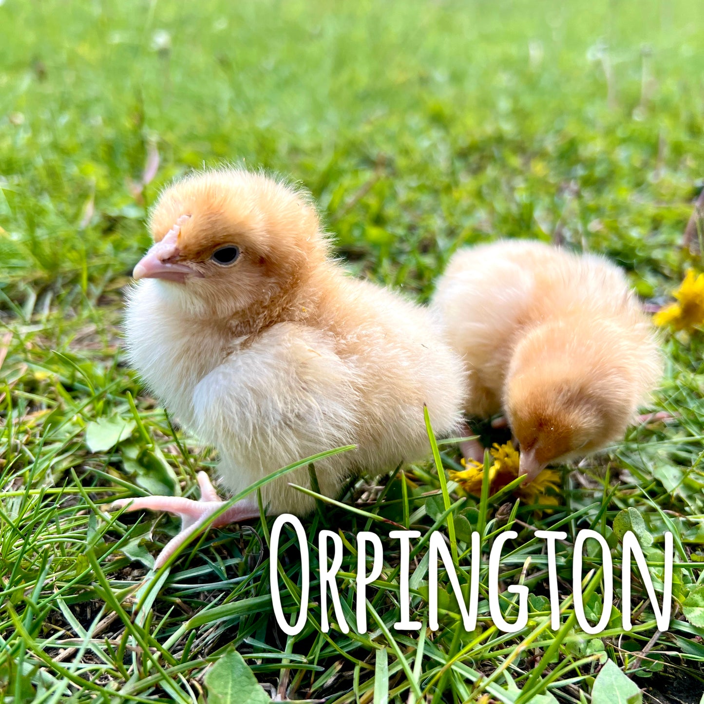 Buff Orpington day old chicks (straightrun)