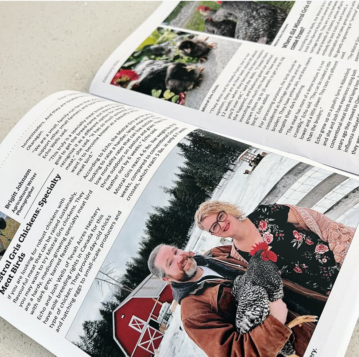 Mistral Gris Chicks - Artisanal Meat Birds