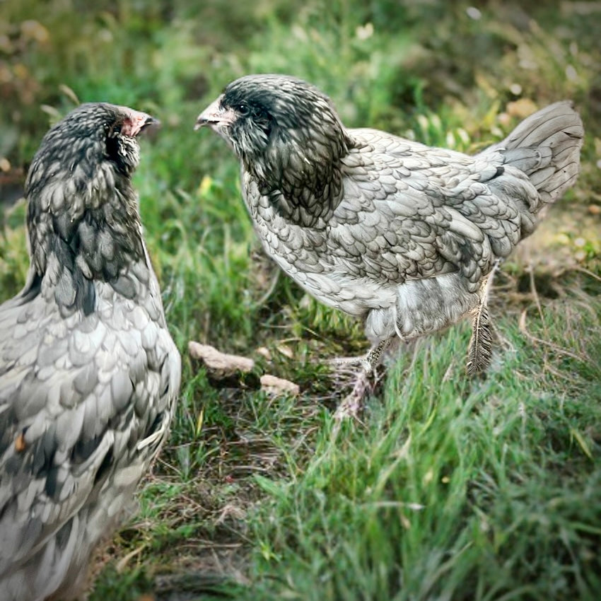 Ameraucana day old chicks (straightrun)