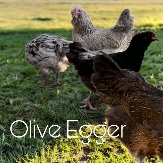 Olive egger day old chicks (straightrun)