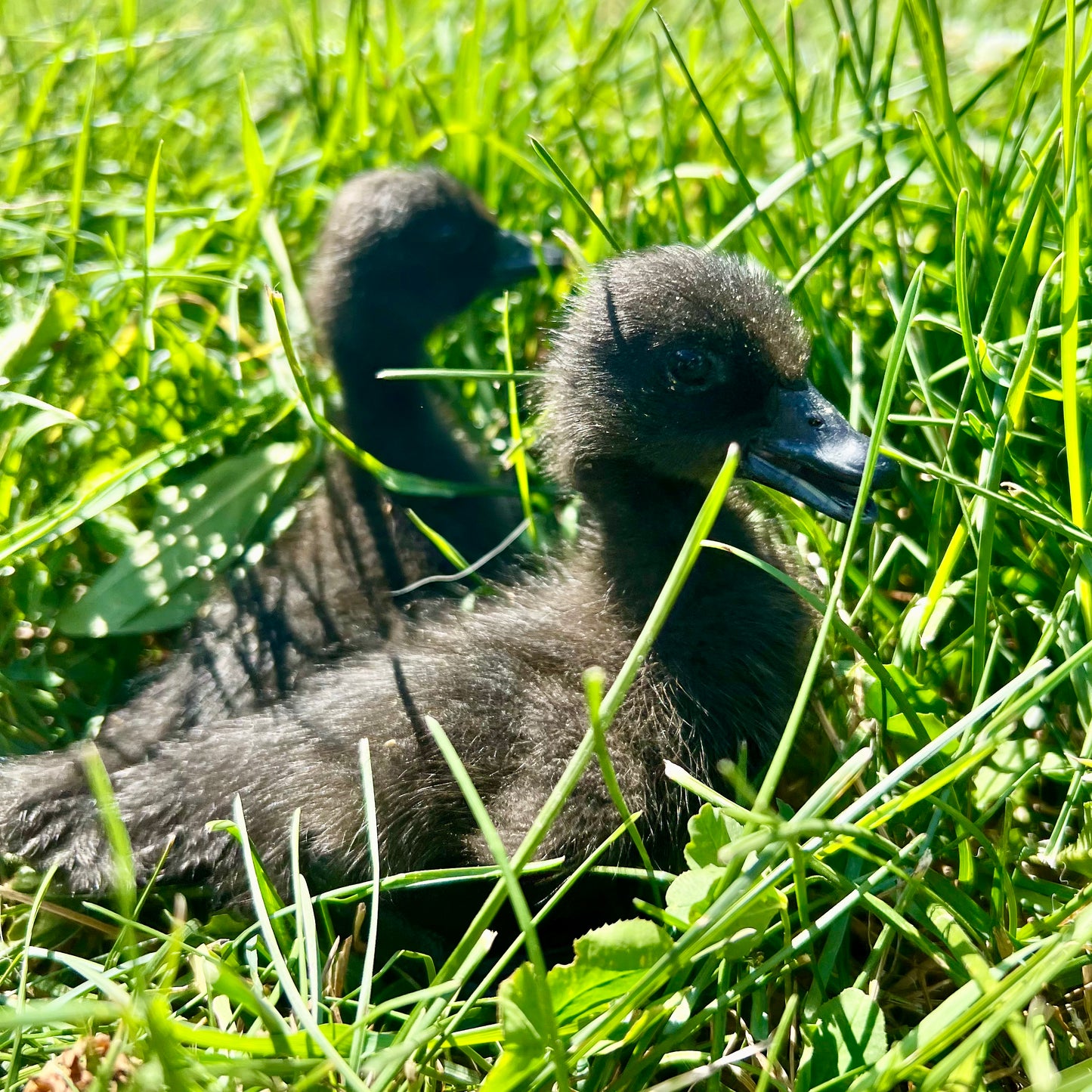 Ready to pick up ducklings hatched July 29th