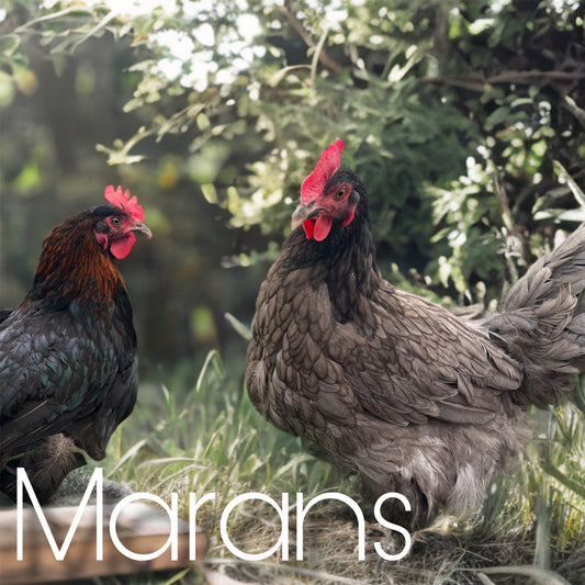 Black/Blue Marans day old chicks (straightrun)