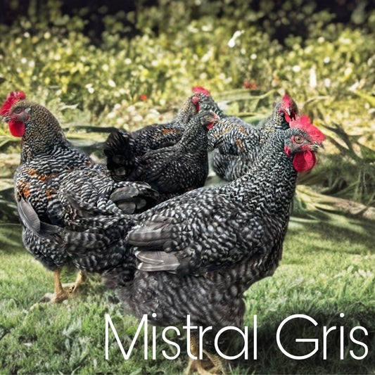 Mistral Gris day old chicks - Artisanal meat birds