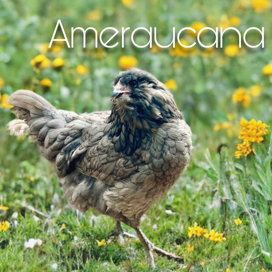 Ameraucana day old chicks (straightrun)