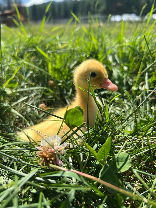 Ready to pick up ducklings hatched July 29th