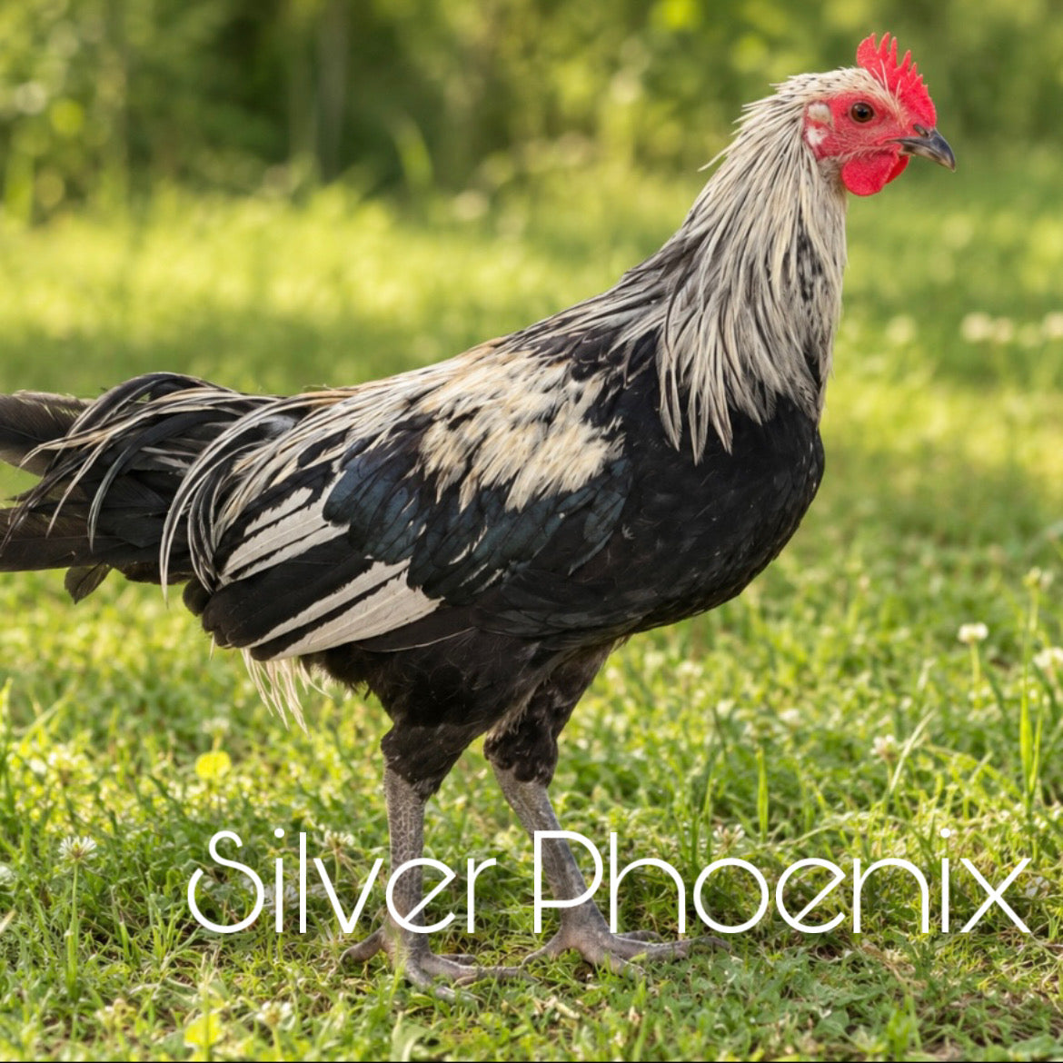 Silver Phoenix Day Old chicks (straightrun)