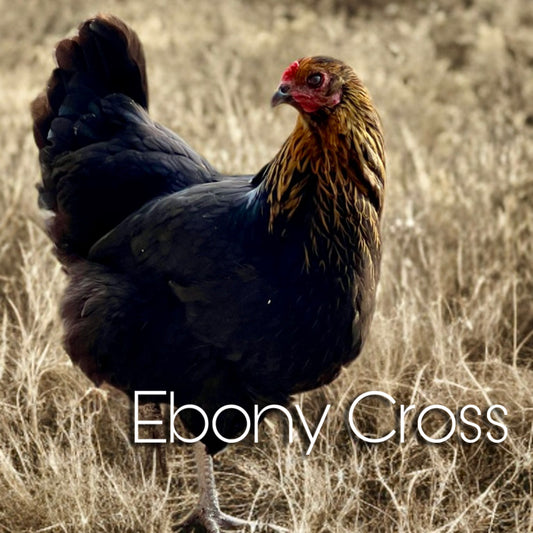 Ebony cross chicks (sex linked)