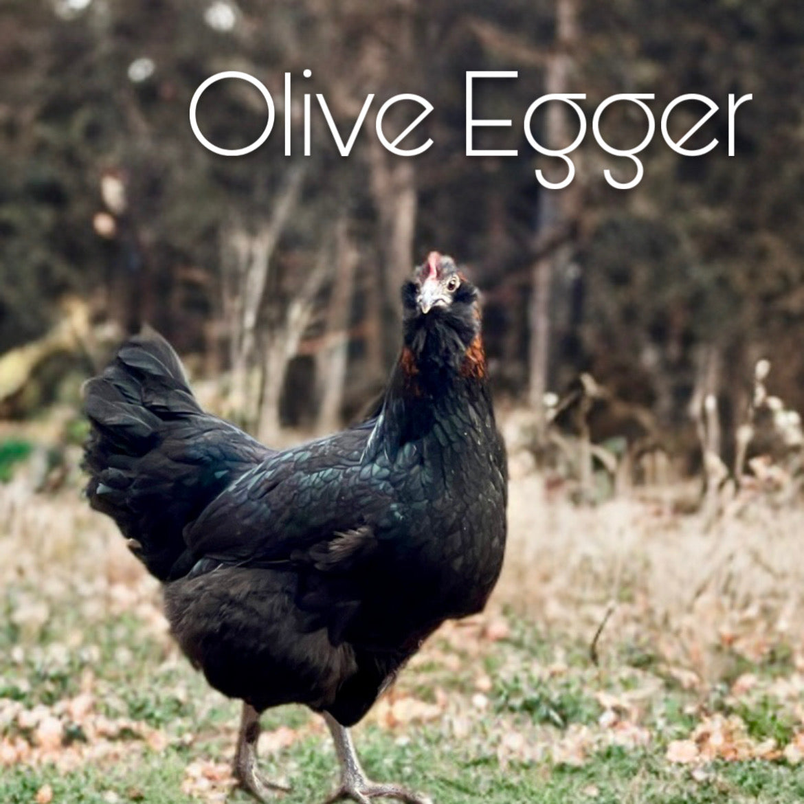 Olive egger chicks (straightrun)