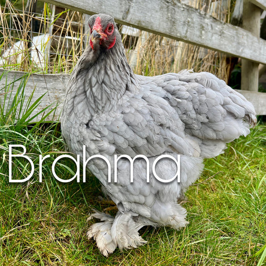 Brahma chicks (straightrun)