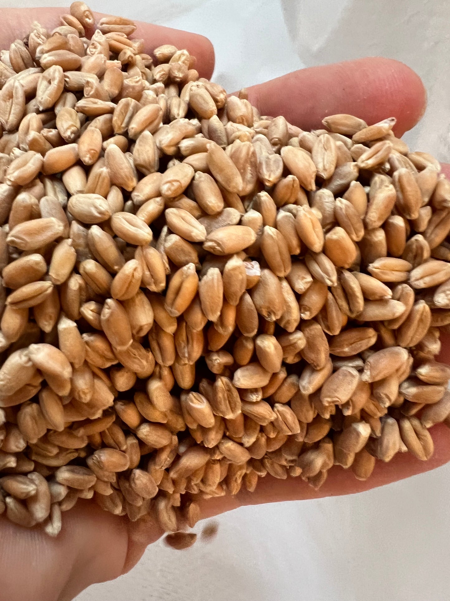 Baking Blend Whole Wheat Berries